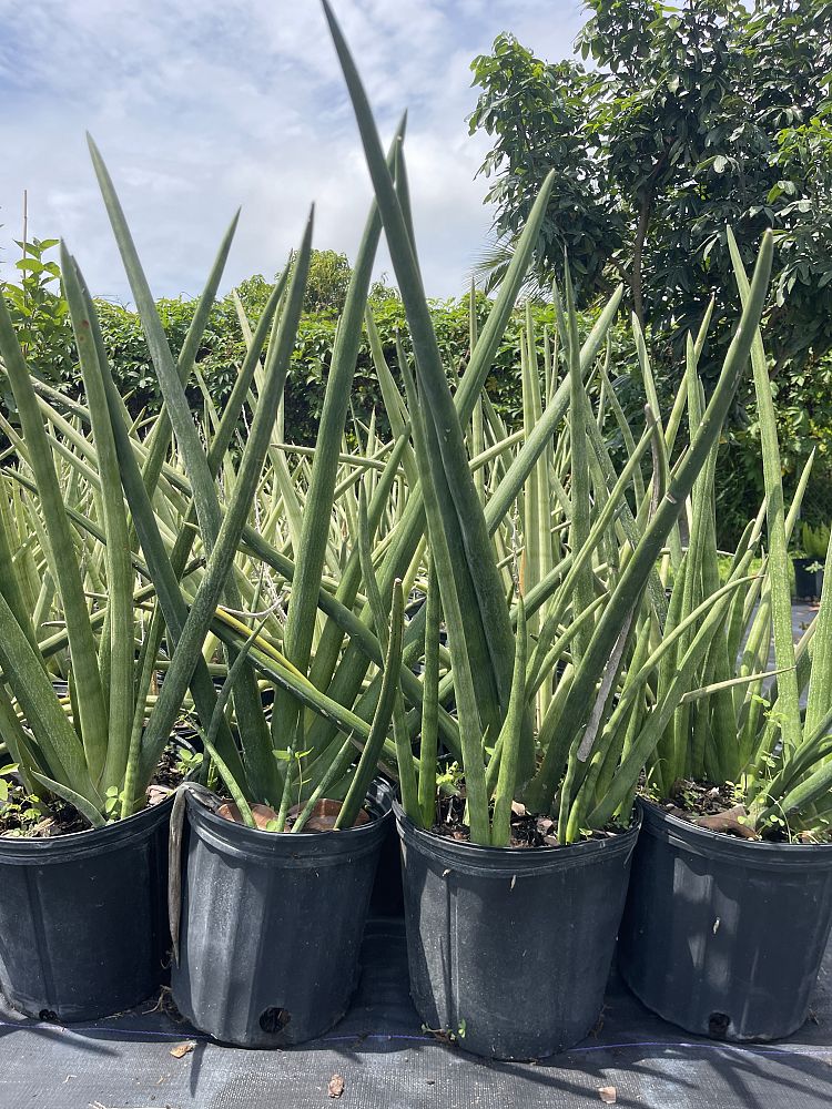 sansevieria-cylindrica-snake-plant-mother-in-law-s-tongue-bowstring-hemp