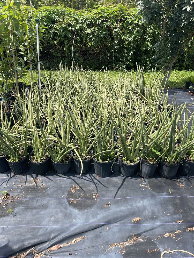sansevieria-cylindrica-snake-plant-mother-in-law-s-tongue-bowstring-hemp