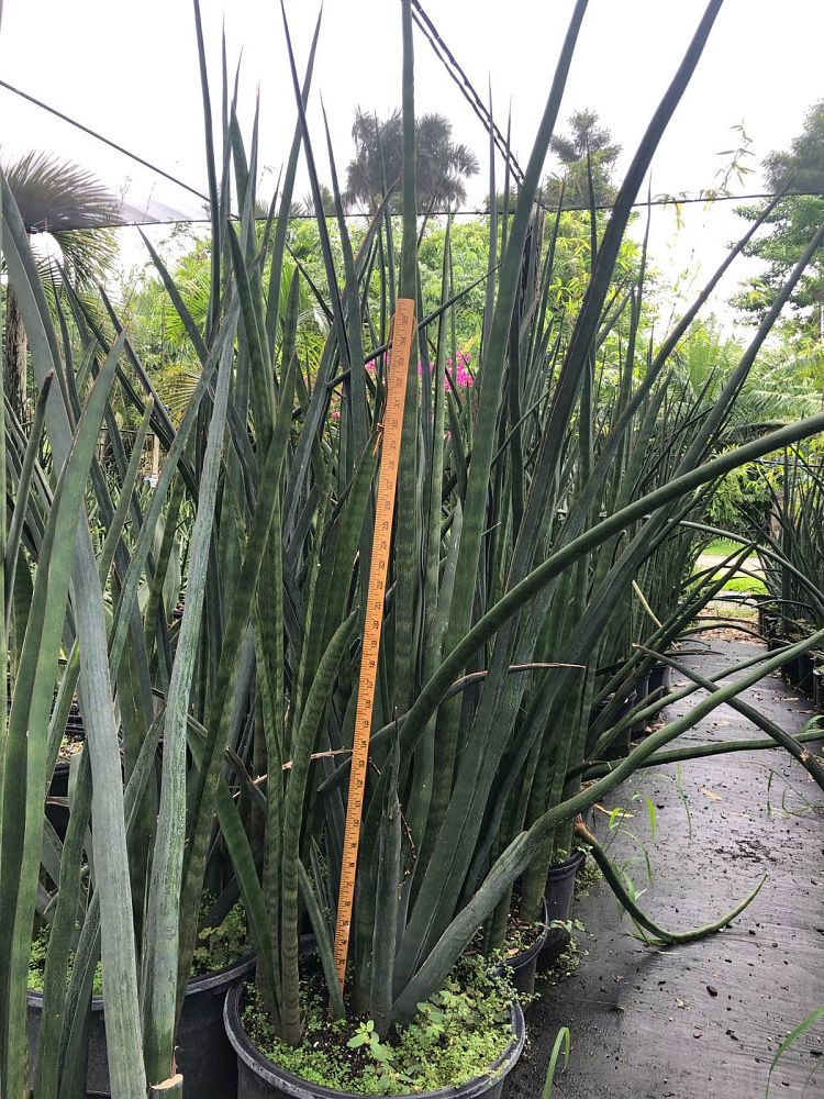 sansevieria-green-giant-snake-plant-mother-in-law-s-tongue-bowstring-hemp