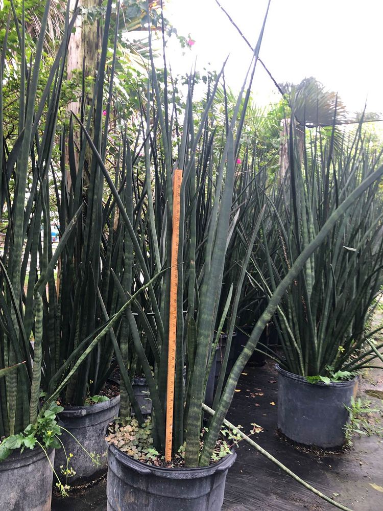 sansevieria-green-giant-snake-plant-mother-in-law-s-tongue-bowstring-hemp