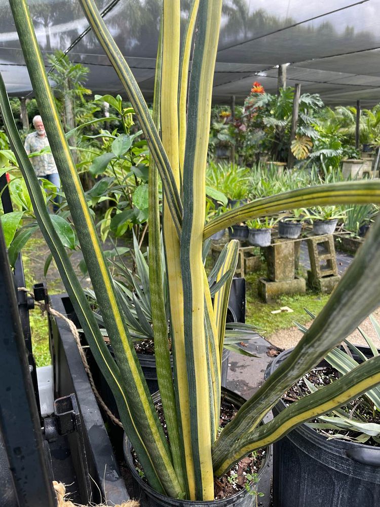 sansevieria-green-giant-snake-plant-mother-in-law-s-tongue-bowstring-hemp