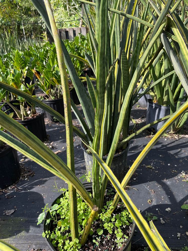 sansevieria-green-giant-snake-plant-mother-in-law-s-tongue-bowstring-hemp