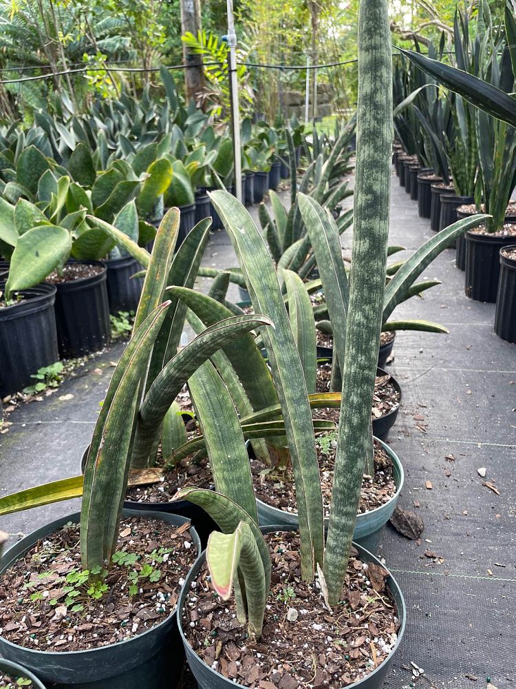 sansevieria-hallii-fat-boy-snake-plant-mother-in-law-s-tongue-bowstring-hemp