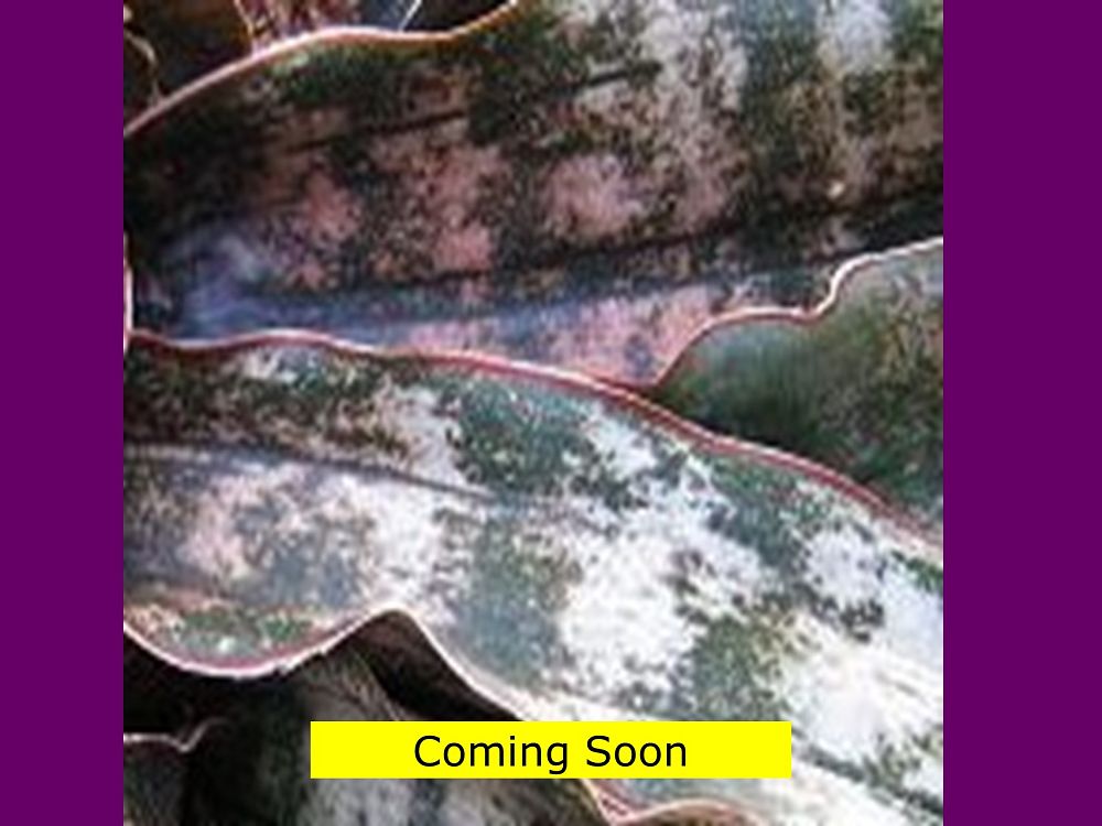 sansevieria-kirkii-pulchra-coppertone-snake-plant-mother-in-law-s-tongue-bowstring-hemp
