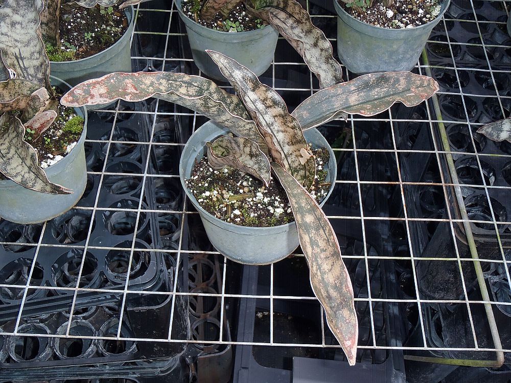 sansevieria-kirkii-snake-plant-mother-in-law-s-tongue-bowstring-hemp