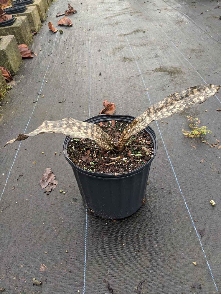 sansevieria-kirkii-snake-plant-mother-in-law-s-tongue-bowstring-hemp