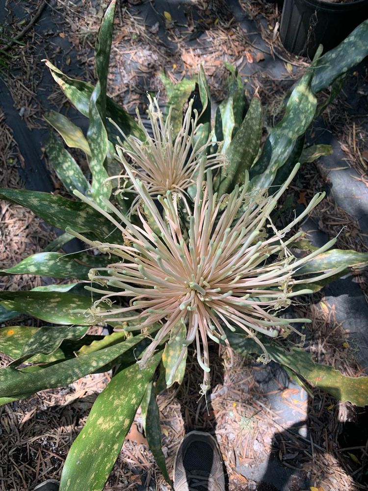 sansevieria-kirkii-snake-plant-mother-in-law-s-tongue-bowstring-hemp
