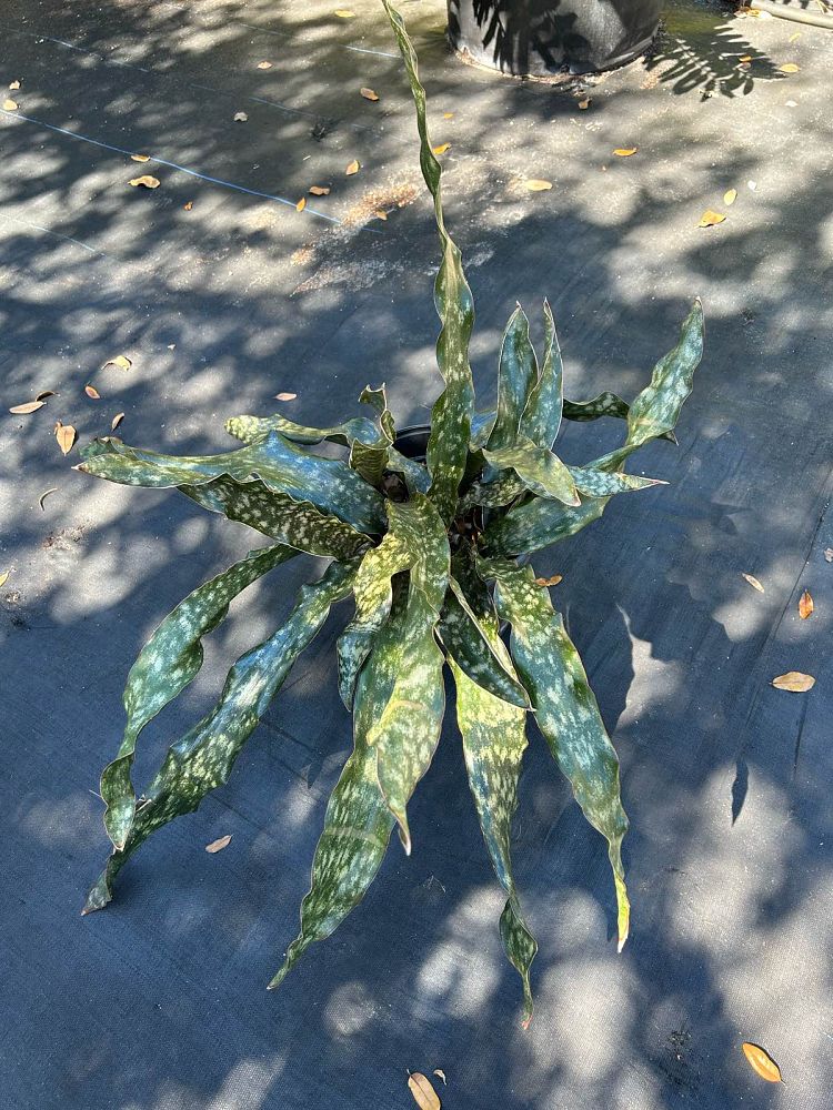 sansevieria-kirkii-snake-plant-mother-in-law-s-tongue-bowstring-hemp