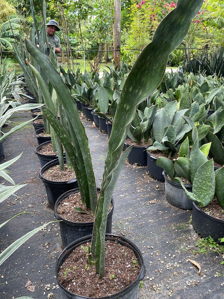sansevieria-kirkii-super-clone-snake-plant-mother-in-law-s-tongue-bowstring-hemp