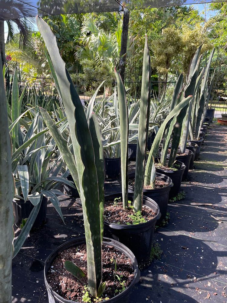 sansevieria-kirkii-super-clone-snake-plant-mother-in-law-s-tongue-bowstring-hemp