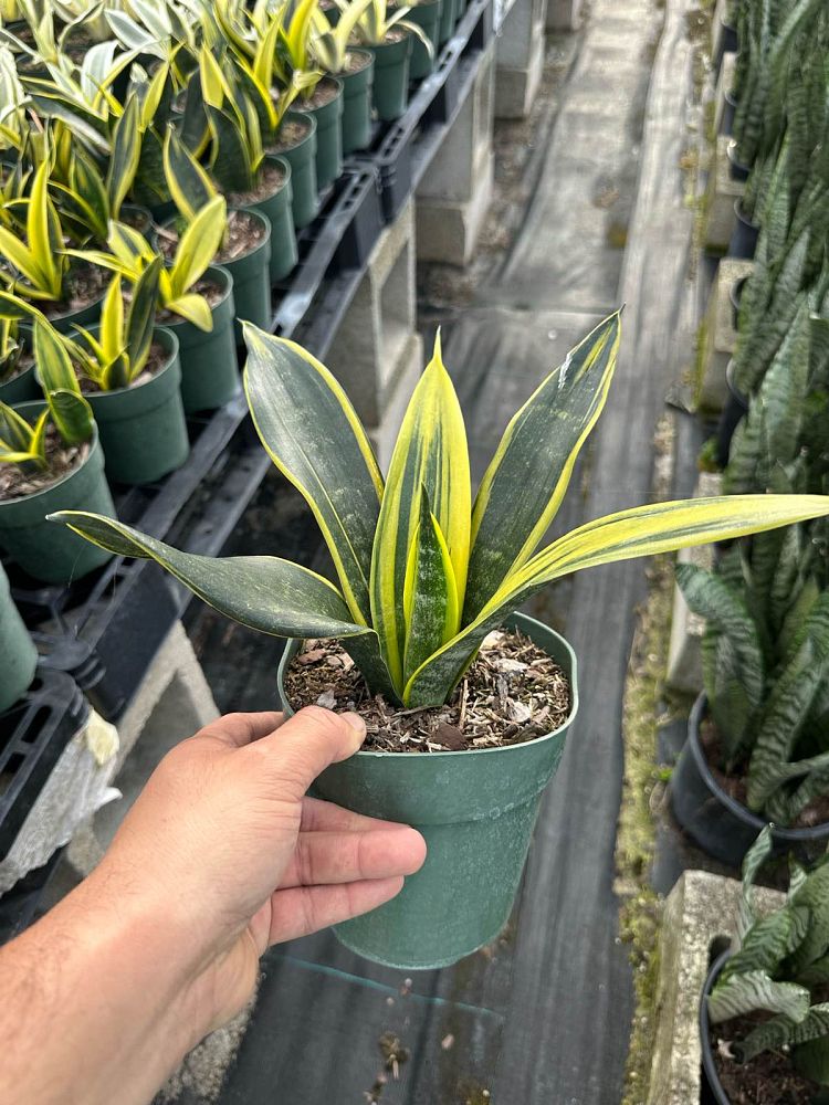 sansevieria-la-rubia-snake-plant-mother-in-law-s-tongue-bowstring-hemp-sansevieria-gold-flame