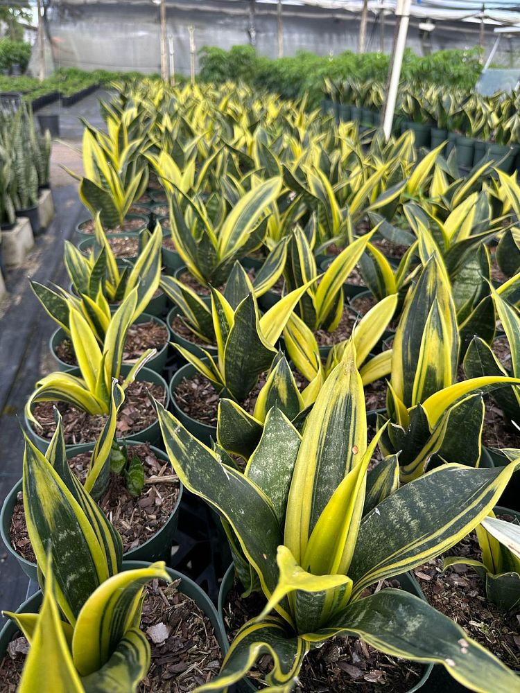 sansevieria-la-rubia-snake-plant-mother-in-law-s-tongue-bowstring-hemp-sansevieria-gold-flame