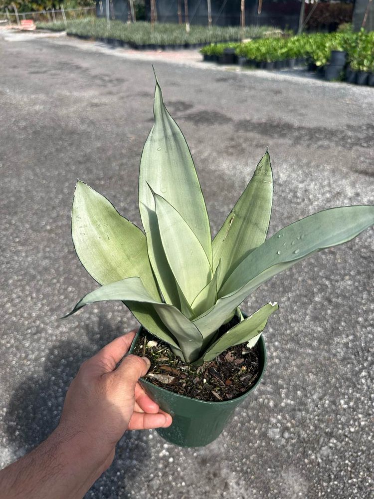 sansevieria-la-rubia-snake-plant-mother-in-law-s-tongue-bowstring-hemp-sansevieria-gold-flame
