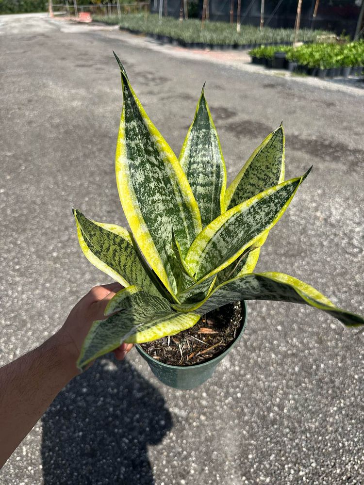 sansevieria-la-rubia-snake-plant-mother-in-law-s-tongue-bowstring-hemp-sansevieria-gold-flame