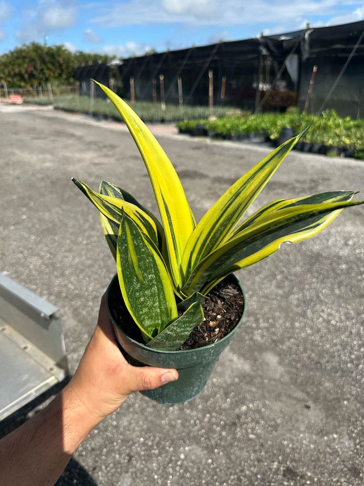 sansevieria-la-rubia-snake-plant-mother-in-law-s-tongue-bowstring-hemp-sansevieria-gold-flame