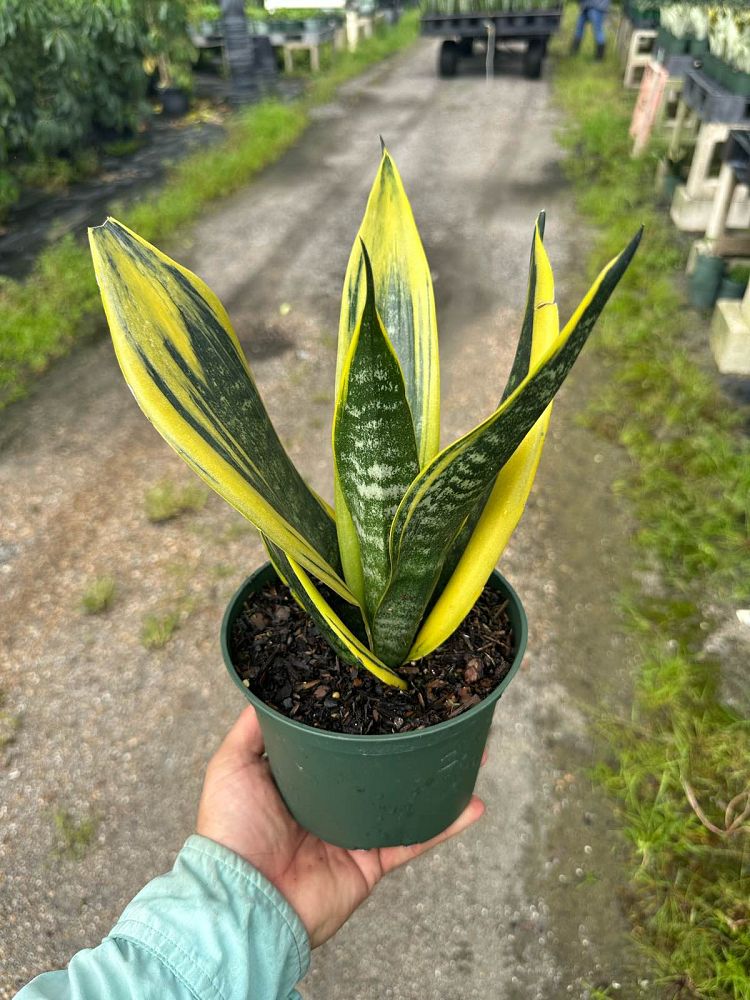 sansevieria-la-rubia-snake-plant-mother-in-law-s-tongue-bowstring-hemp-sansevieria-gold-flame