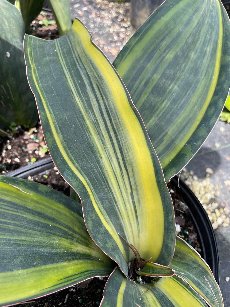 sansevieria-masoniana-variegated-whale-fin-snake-plant-mother-in-law-s-tongue-bowstring-hemp