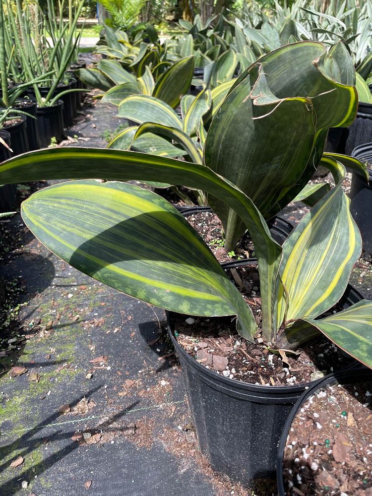 sansevieria-masoniana-variegated-whale-fin-snake-plant-mother-in-law-s-tongue-bowstring-hemp