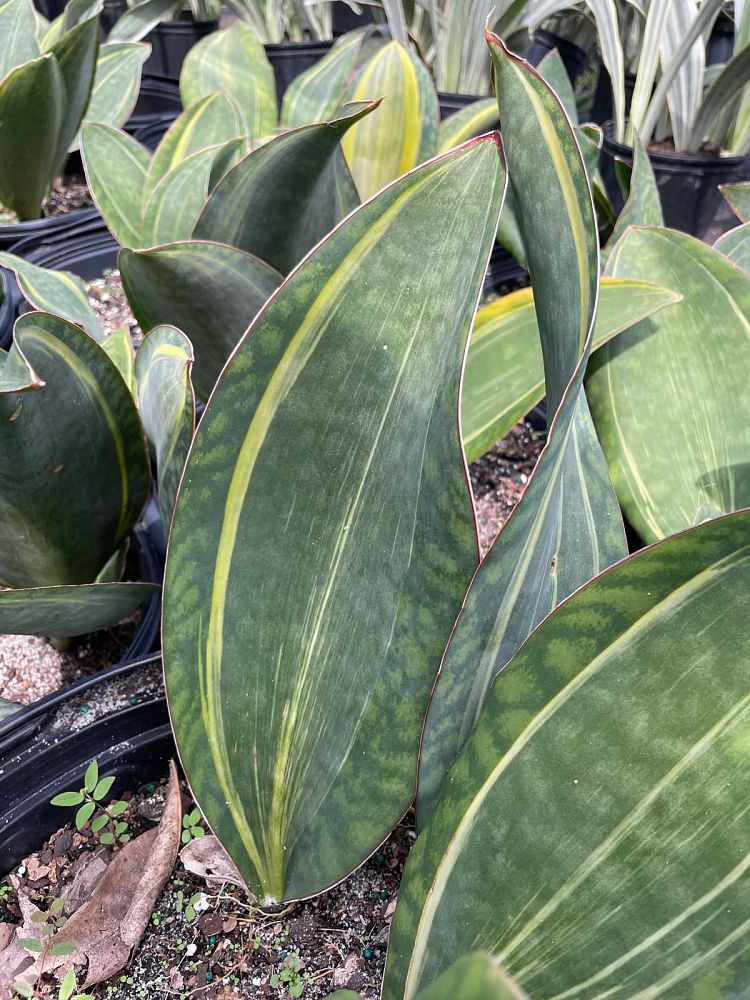 sansevieria-masoniana-variegated-whale-fin-snake-plant-mother-in-law-s-tongue-bowstring-hemp