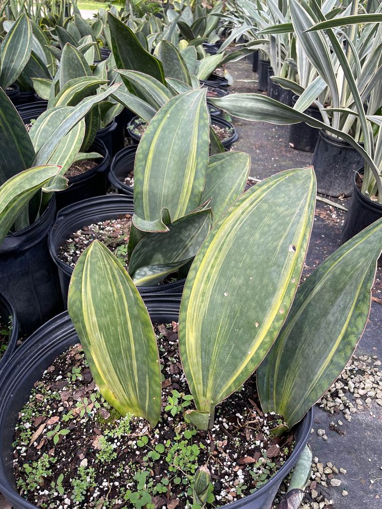 sansevieria-masoniana-variegated-whale-fin-snake-plant-mother-in-law-s-tongue-bowstring-hemp