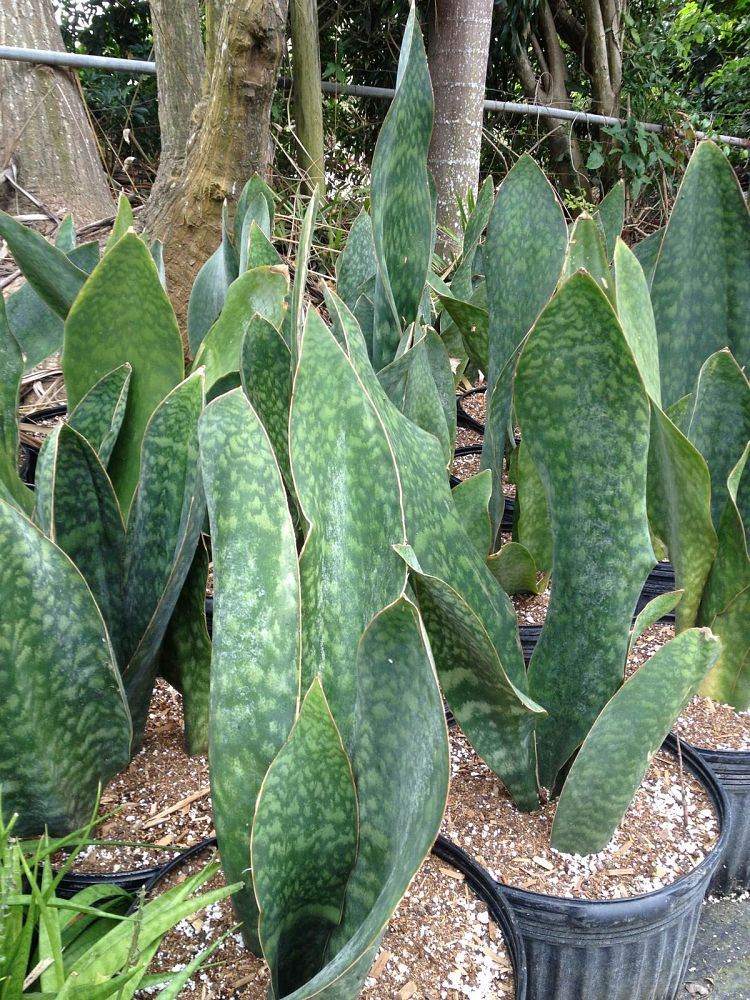 sansevieria-masoniana-whale-fin-snake-plant-mother-in-law-s-tongue-bowstring-hemp