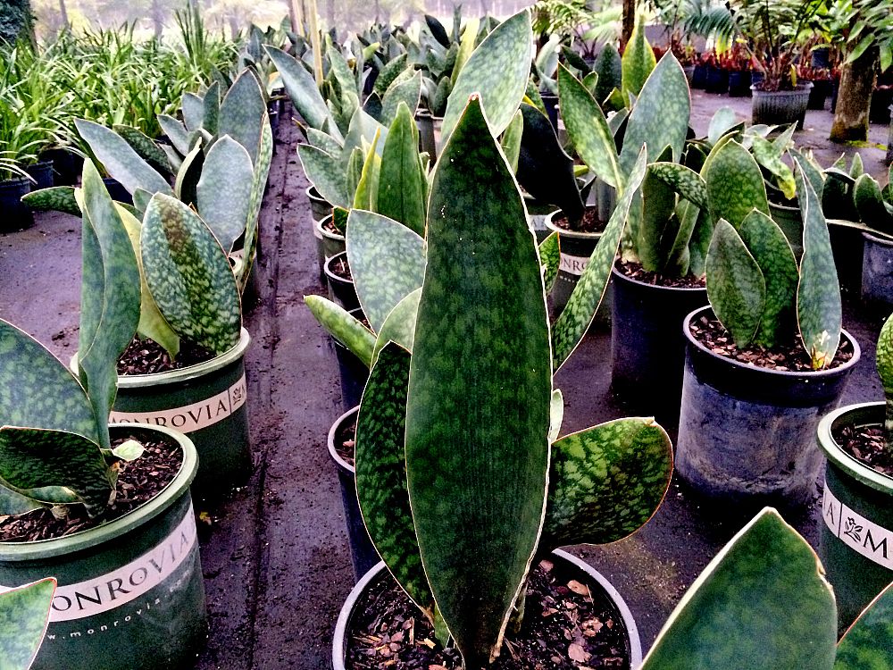 sansevieria-masoniana-whale-fin-snake-plant-mother-in-law-s-tongue-bowstring-hemp