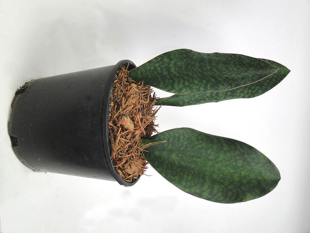 sansevieria-masoniana-whale-fin-snake-plant-mother-in-law-s-tongue-bowstring-hemp