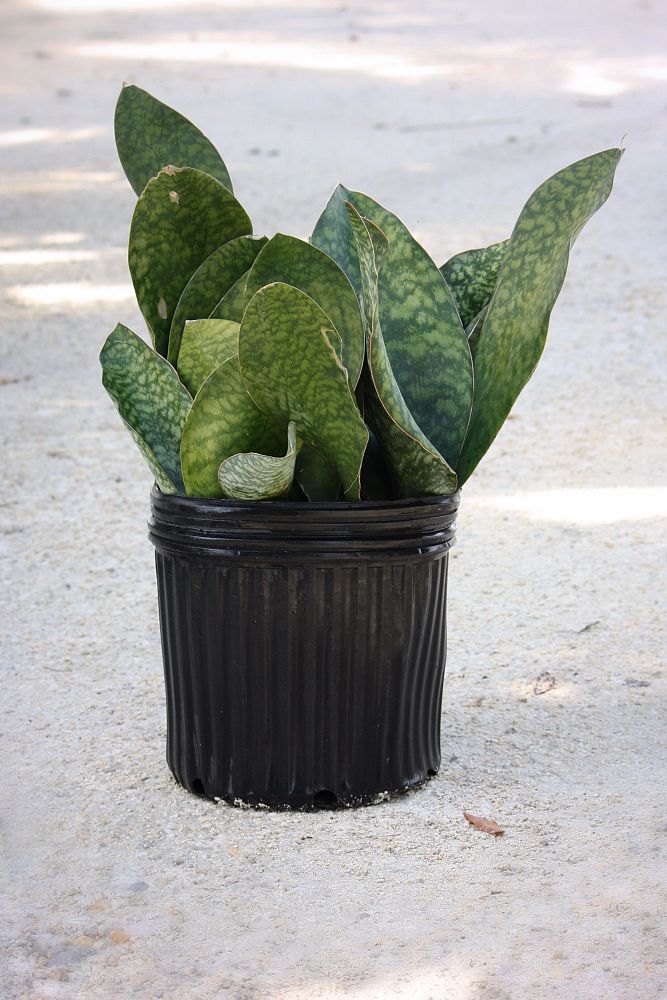 sansevieria-masoniana-whale-fin-snake-plant-mother-in-law-s-tongue-bowstring-hemp