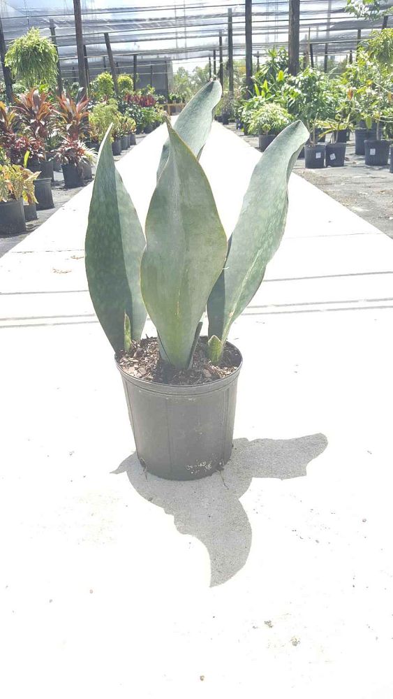 sansevieria-masoniana-whale-fin-snake-plant-mother-in-law-s-tongue-bowstring-hemp