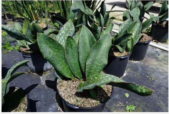 sansevieria-masoniana-whale-fin-snake-plant-mother-in-law-s-tongue-bowstring-hemp