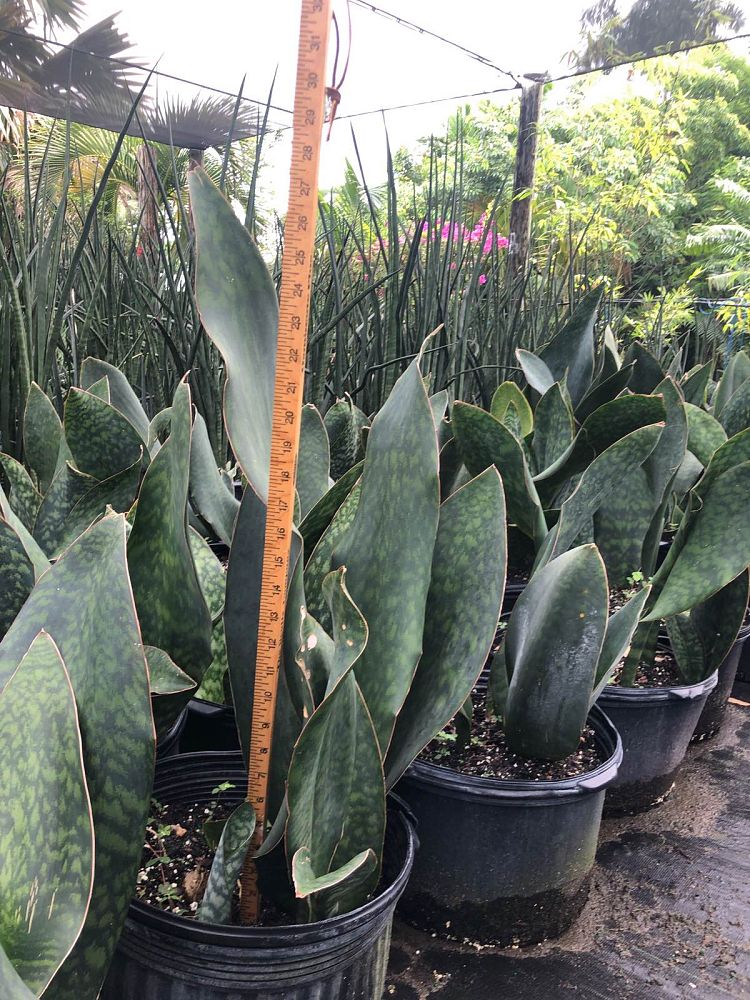 sansevieria-masoniana-whale-fin-snake-plant-mother-in-law-s-tongue-bowstring-hemp