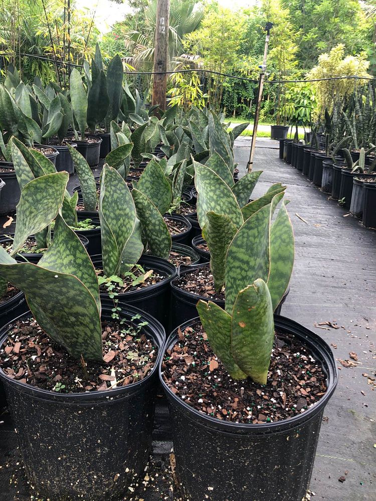 sansevieria-masoniana-whale-fin-snake-plant-mother-in-law-s-tongue-bowstring-hemp