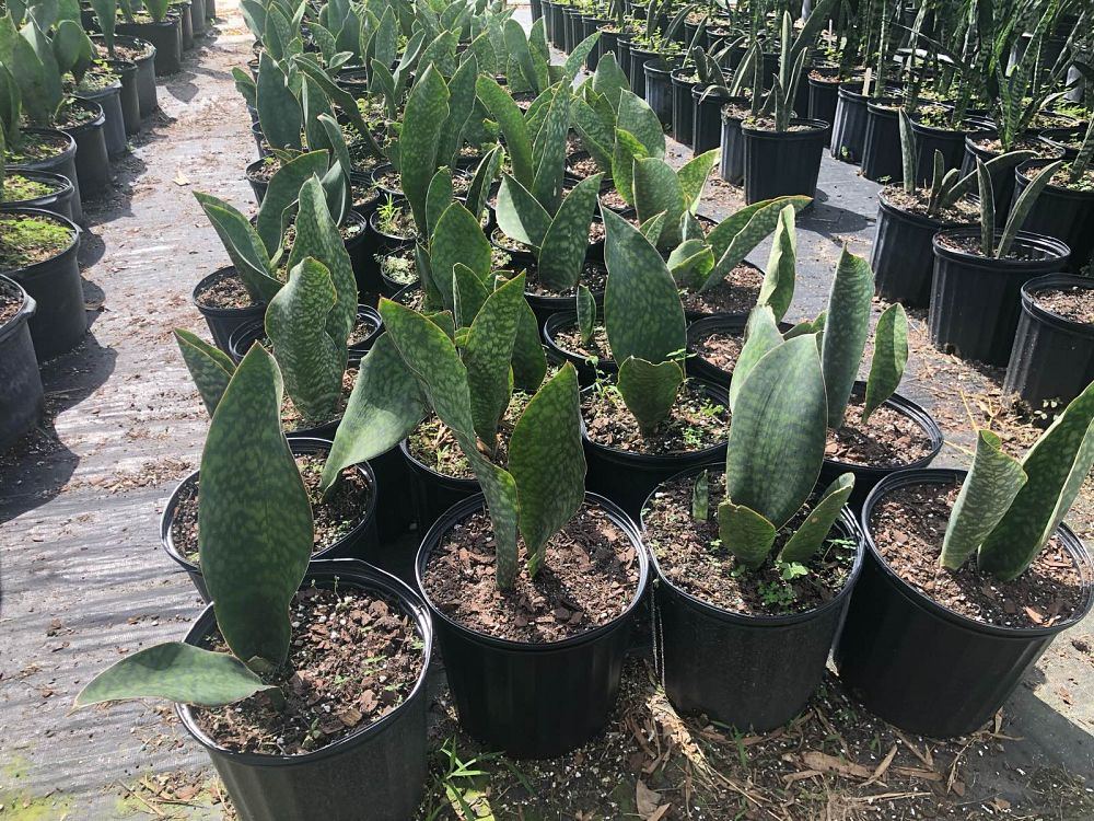 sansevieria-masoniana-whale-fin-snake-plant-mother-in-law-s-tongue-bowstring-hemp