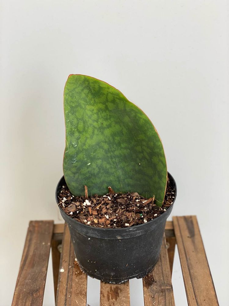 sansevieria-masoniana-whale-fin-snake-plant-mother-in-law-s-tongue-bowstring-hemp