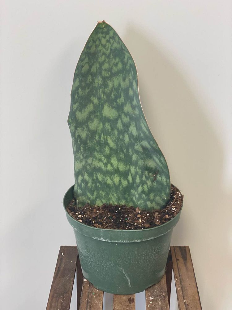 sansevieria-masoniana-whale-fin-snake-plant-mother-in-law-s-tongue-bowstring-hemp