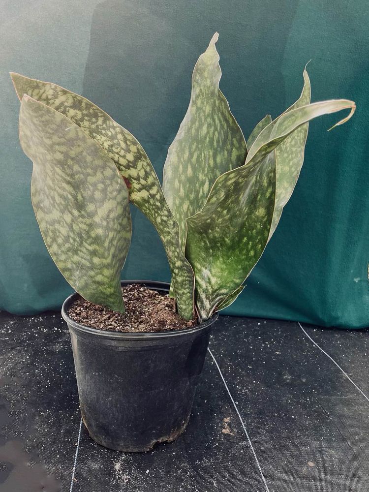 sansevieria-masoniana-whale-fin-snake-plant-mother-in-law-s-tongue-bowstring-hemp