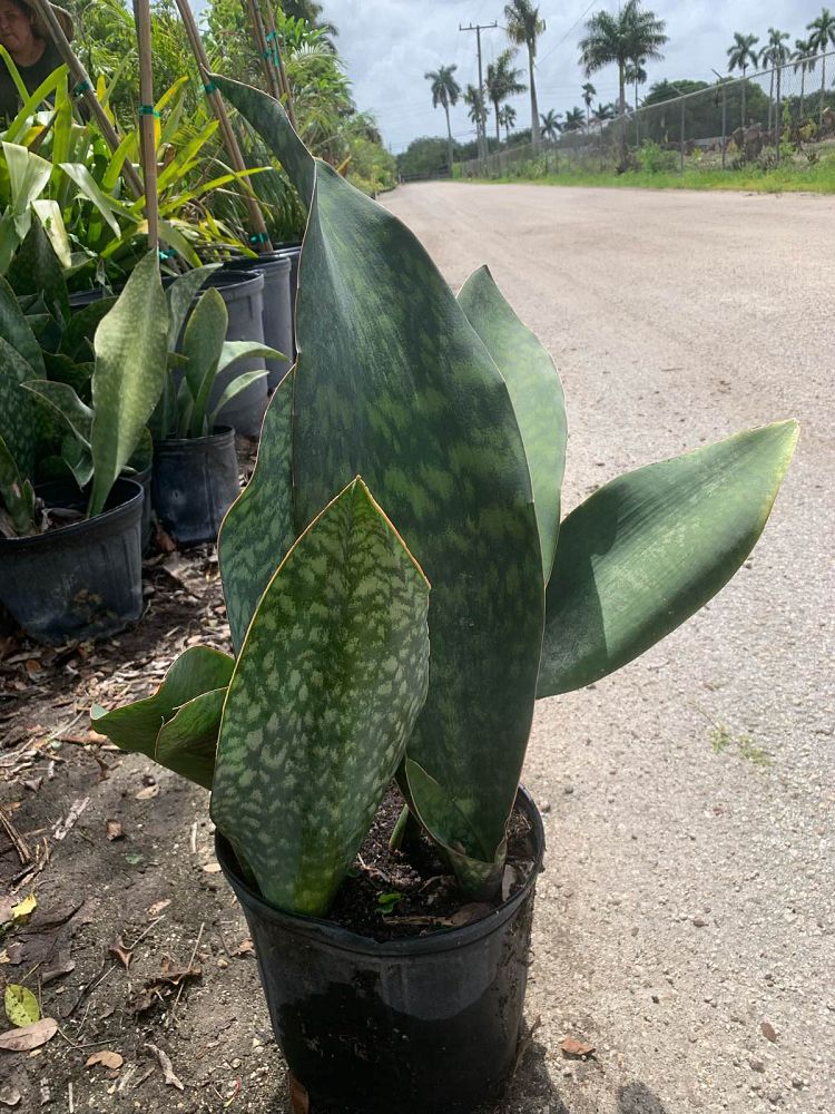 sansevieria-masoniana-whale-fin-snake-plant-mother-in-law-s-tongue-bowstring-hemp