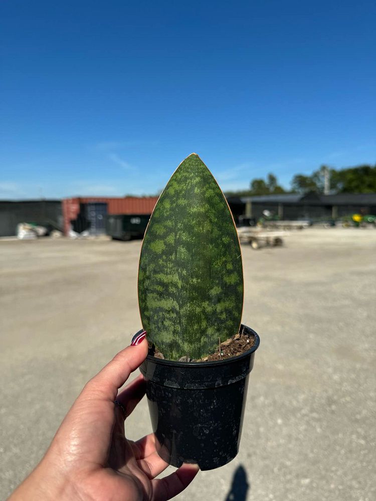 sansevieria-masoniana-whale-fin-snake-plant-mother-in-law-s-tongue-bowstring-hemp
