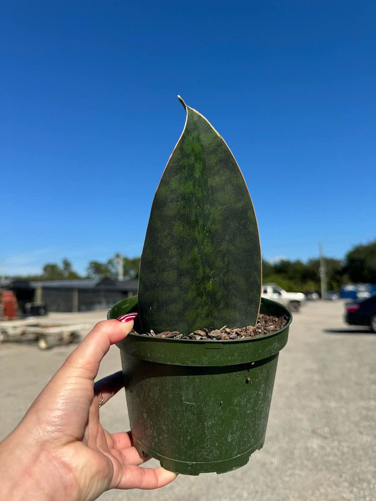 sansevieria-masoniana-whale-fin-snake-plant-mother-in-law-s-tongue-bowstring-hemp