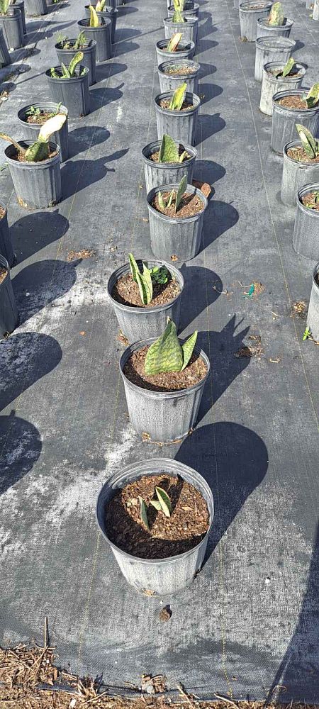 sansevieria-masoniana-whale-fin-snake-plant-mother-in-law-s-tongue-bowstring-hemp