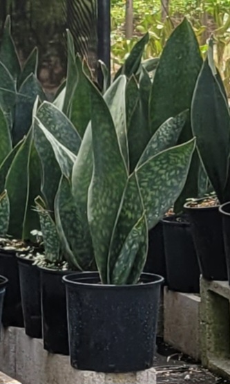 sansevieria-masoniana-whale-fin-snake-plant-mother-in-law-s-tongue-bowstring-hemp