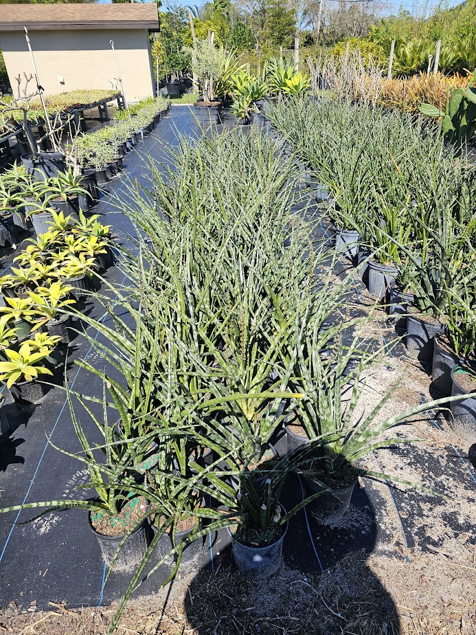 sansevieria-masoniana-whale-fin-snake-plant-mother-in-law-s-tongue-bowstring-hemp