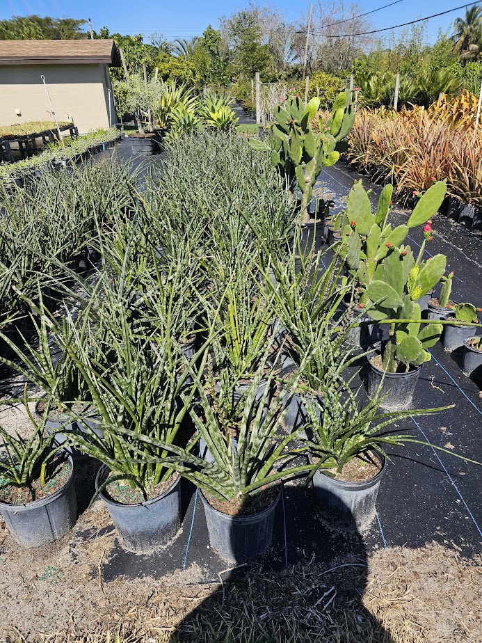 sansevieria-masoniana-whale-fin-snake-plant-mother-in-law-s-tongue-bowstring-hemp