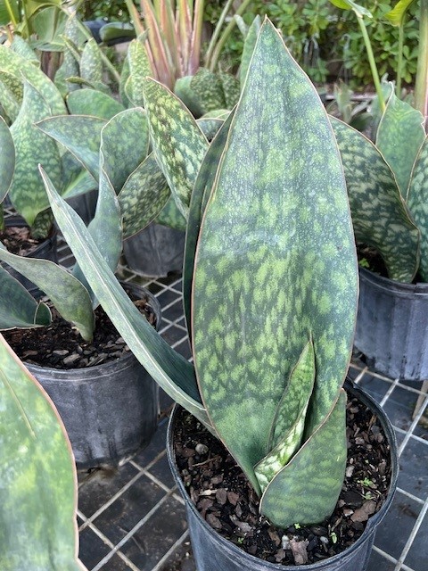 sansevieria-masoniana-whale-fin-snake-plant-mother-in-law-s-tongue-bowstring-hemp