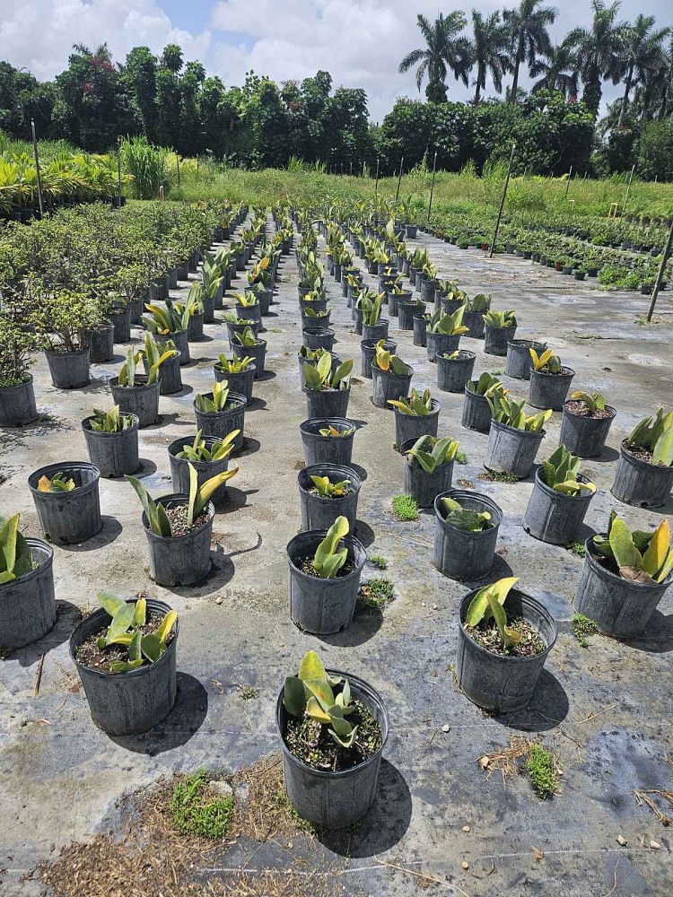sansevieria-masoniana-whale-fin-snake-plant-mother-in-law-s-tongue-bowstring-hemp
