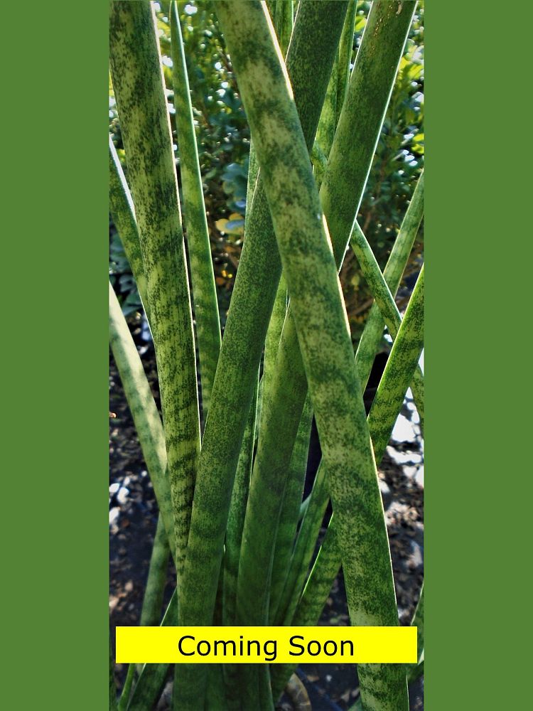 sansevieria-mikado-snake-plant-fernwood-mother-in-law-s-tongue-bowstring-hemp