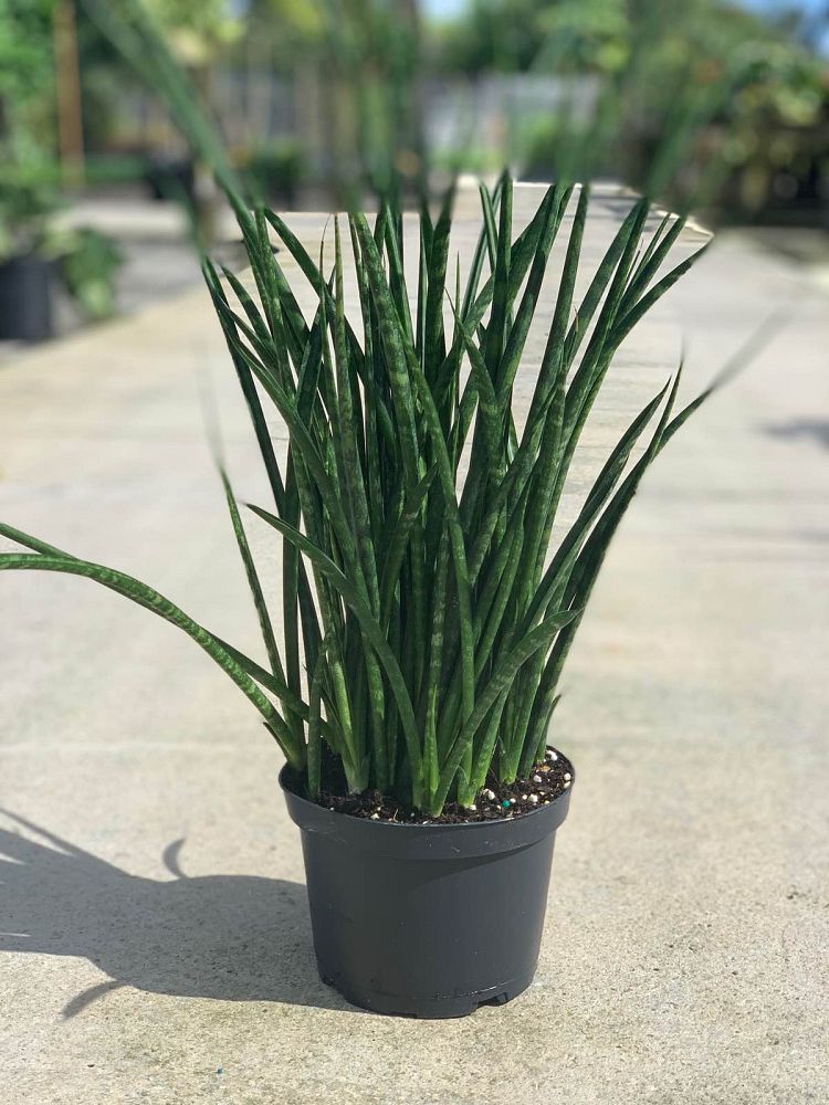sansevieria-mikado-snake-plant-fernwood-mother-in-law-s-tongue-bowstring-hemp