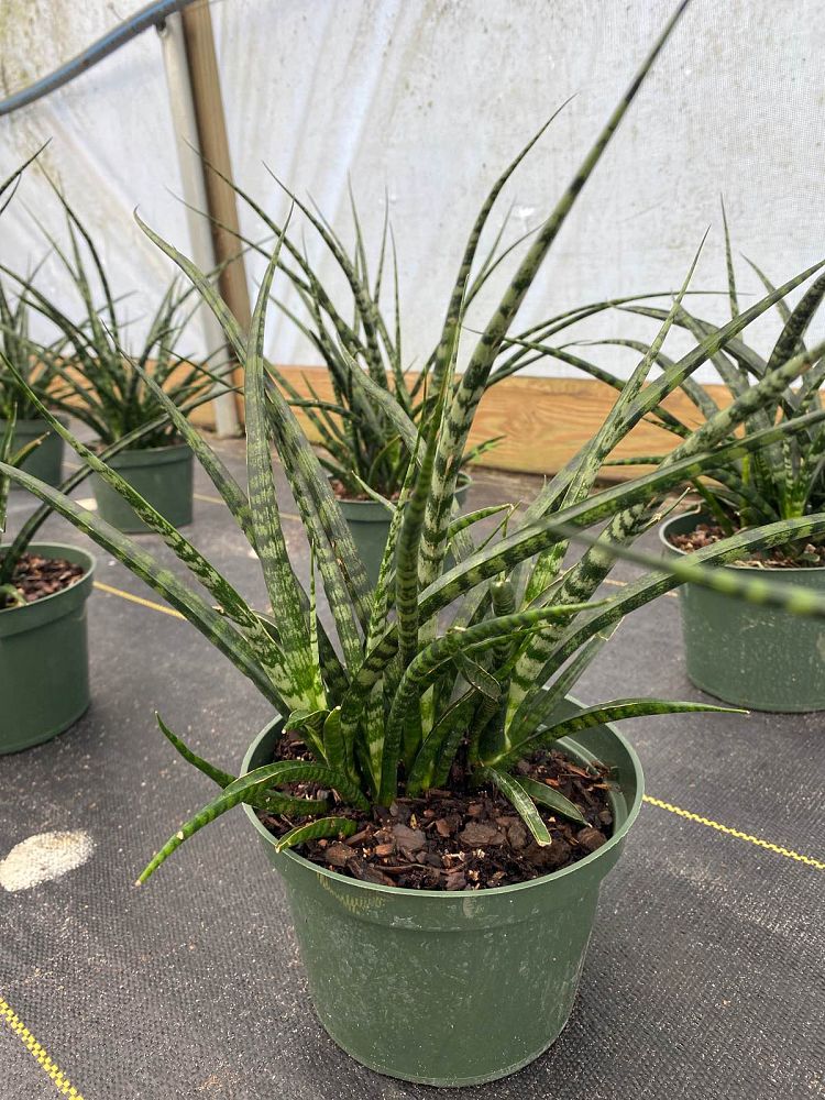 sansevieria-mikado-snake-plant-fernwood-mother-in-law-s-tongue-bowstring-hemp