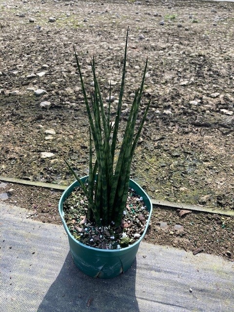 sansevieria-mikado-snake-plant-fernwood-mother-in-law-s-tongue-bowstring-hemp