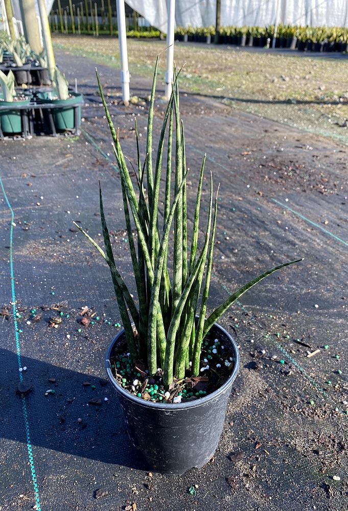sansevieria-mikado-snake-plant-fernwood-mother-in-law-s-tongue-bowstring-hemp
